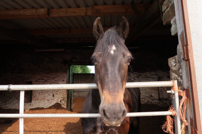 Horses effective therapy for mental illness Swansea Mumbler
